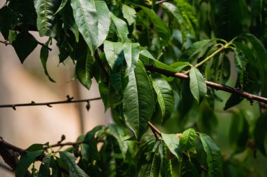 Şeftali yaprakları dallara yakın çekim yapar.