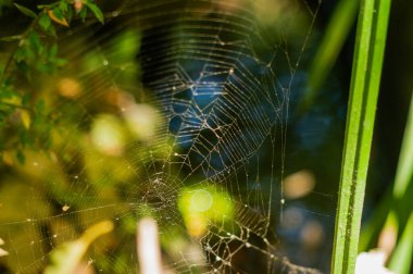 Küçük örümcek ağı yakın çekim. Doğa, vahşi yaşam