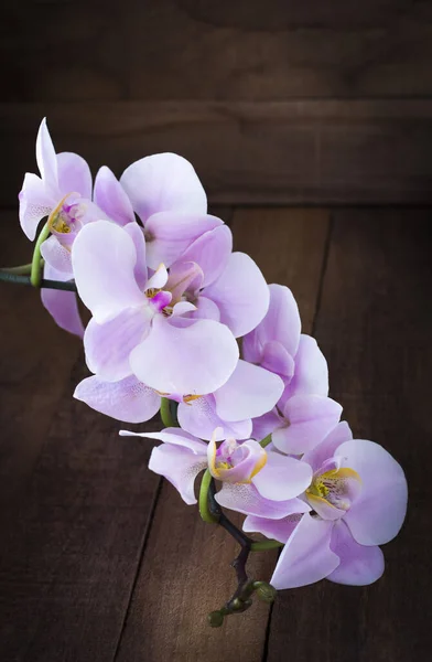 Rama Orquídea Rosa Sobre Fondo Madera Marrón — Foto de Stock