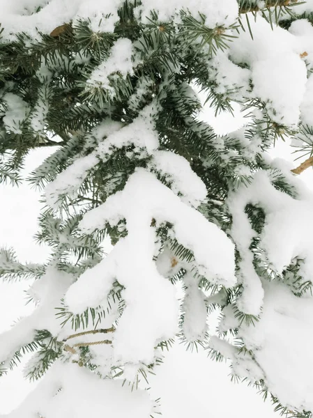 Branches Vertes Épinette Dans Neige Comme Fond — Photo