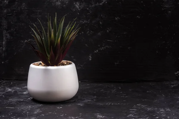 空間のコピーと黒の抽象的な背景に白い鍋に屋内植物 ロイヤリティフリーのストック画像