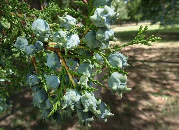 Branche Persistante Thuja Sur Fond Parc Avec Des Fruits Verts — Photo