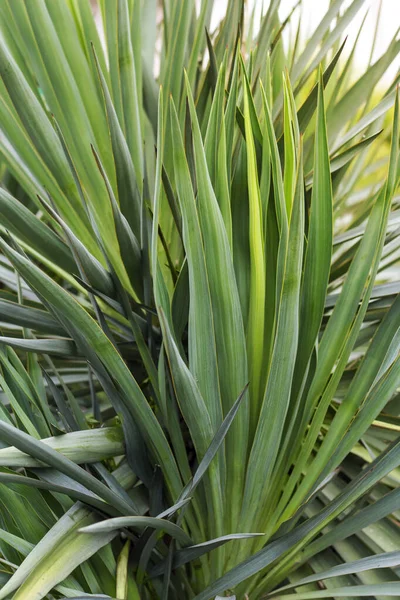 Södra Palm Yucca Frã Agave Familjen Som Bakgrund — Stockfoto