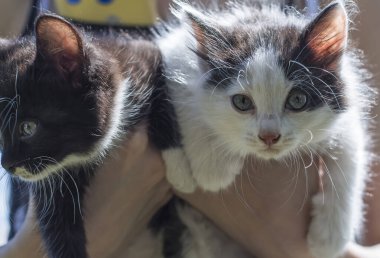 Şirin küçük kedicikler ellerinde beyaz ve siyah açık havada.
