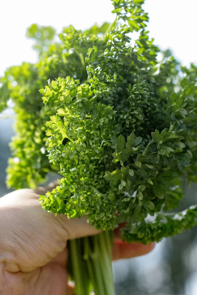 Bouquet Persil Vert Bouclé Dans Les Mains Une Femme Gros — Photo