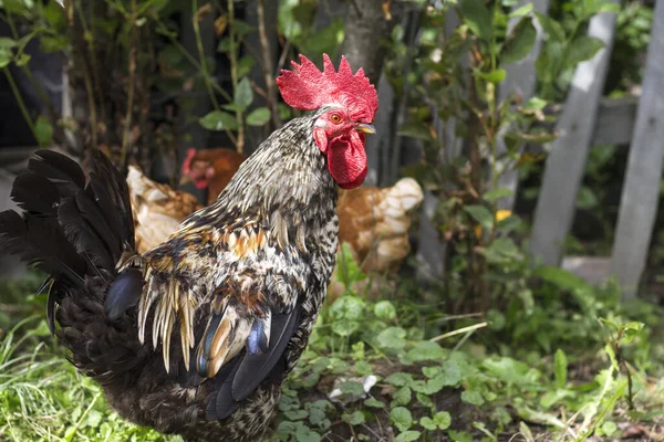 Galo Marrom Com Vieira Vermelha Caminha Jardim Com Galinhas Close — Fotografia de Stock