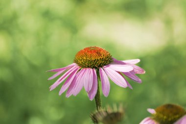 Pembe ekinezya çiçeği doğanın parlak yeşil arka planında