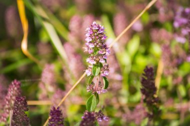 Bitki örtüsü kekik ya da kekik bahçesinde.