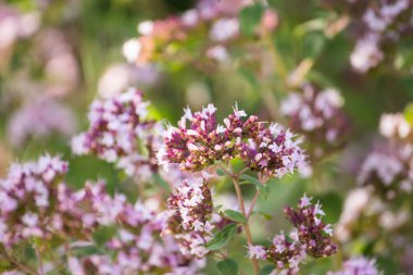 İlaç bitkisi Oregano, Latince adı Origanum, Lamiaceae familyasından bir bitki cinsi..