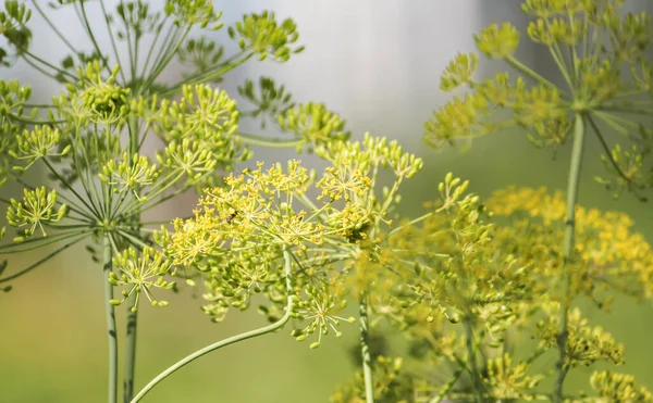 Aneth Épice Dans Période Floraison Croissant Dans Jardin — Photo