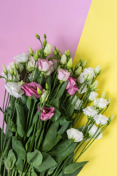 Sarı ve pembe arka planda narin östoma çiçekleri..