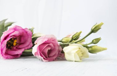 Beyaz desenli arka planda güzel pembe Eustoma çiçeği.