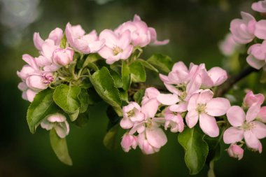 Yeşil bir bahçenin arka planında çiçek açan elma ağacının dalı..