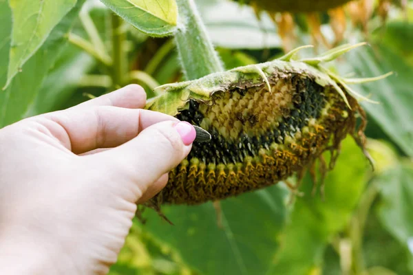 Woman Hand Shows Seed Sunflower — стоковое фото