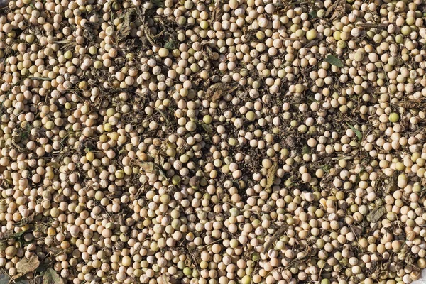 Background Collected Ripe Peas Garbage Sorting — Stock Photo, Image