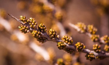 Tomurcuklardan çiçek ve yapraklar açan deniz dikenlerinin dalında.