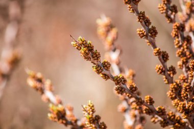 Çiçek açan yapraklar ve tomurcuklar bir deniz dikeninin dalında uzayın bir kopyasıyla.