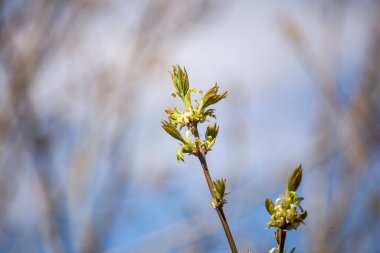 Güneşli doğanın arka planında çiçek açan yapraklar.