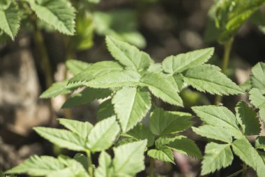 Aegopodyum podagraria est valde utilis medicinae herba.