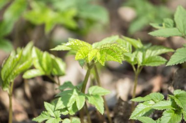 Aegopodyum podagraria, Utilis mediinae herba crescit in Silvis et hortis.