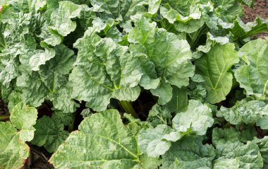 Sağlıklı, güzel, yeşil rengarenk çalılar arka planda kalır..