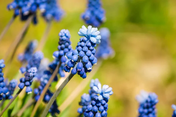 Flores Muscari Azul Primavera Creciendo Sobre Fondo Naturaleza — Foto de Stock