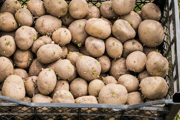 Potato Crates Green Sprouts Background — Stock Photo, Image