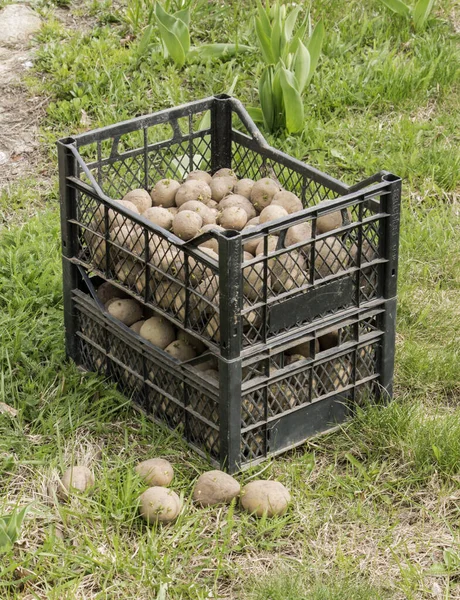 Sprouted Potatoes Boxes Ready Planting Ground Spring — Stock Photo, Image