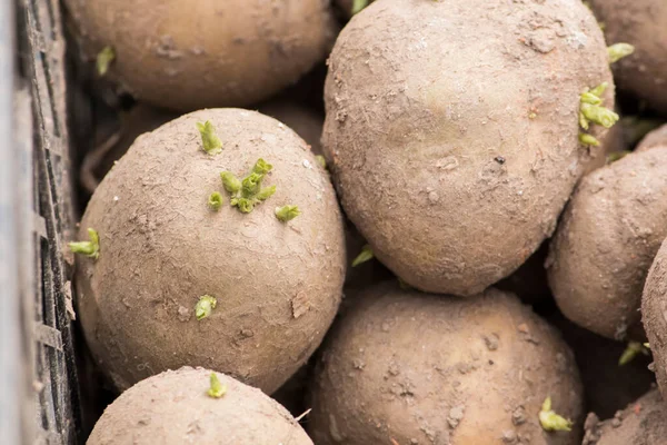 Grüne Keimkartoffelaugen Für Eine Bessere Keimung Nahaufnahme — Stockfoto