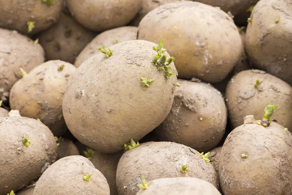 Green Sprouted Potato Eyes Potatoes Ready Planting Ground — Stock Photo, Image