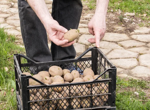 Male Gardener Prepared Potatoes Planting His Plot — Stock Photo, Image