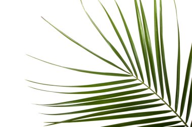 Beyaz arkaplanda yeşil tropikal palmiye yaprağı arkaplan olarak kapat.