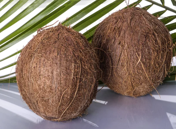 Zwei Kokosnüsse Mit Einem Palmblatt Auf Einem Weißen Tisch Großaufnahme — Stockfoto