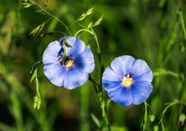 Arı ve diğer böcekler açmakta olan parlak mavi keten tarlada güneşli bir havada.