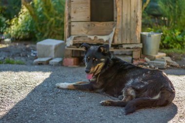 Bir köpek, bir kırma köpek güneşli bir havada köpek kulübesinin yanında yatıyor..