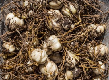 Kazılmış zambak soğanları nakil için bir kovanın içinde yatıyor..