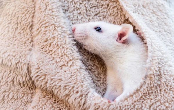 Een Kleine Witte Rat Zit Zak Van Een Krullend Jasje — Stockfoto