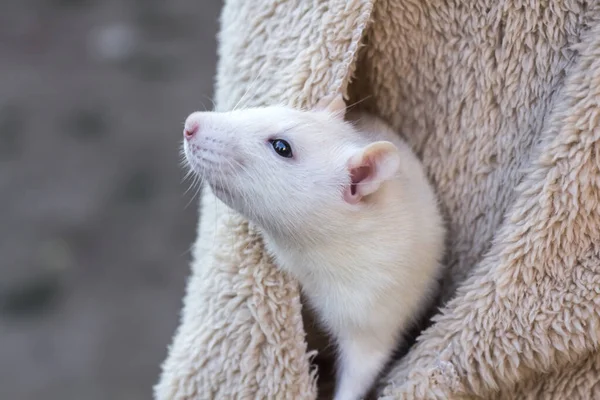 Tame White Rat Peeks Out Jacket Pocket — Stock Photo, Image