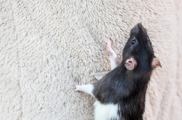 一只好奇的老鼠带着这个空间的复制品爬上织物的表面 — 图库照片