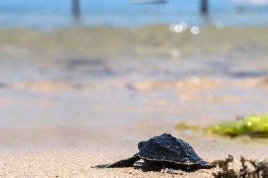 Yavru kaplumbağa kumsalda yumurtadan çıkıyor. Denize ya da okyanusa doğru ilerliyor.