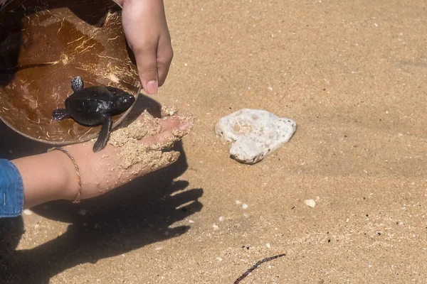Close-up de mãos segurando pequeno bebê tartaruga incubação pronto para lançamento no mar aberto ou oceano — Fotografia de Stock