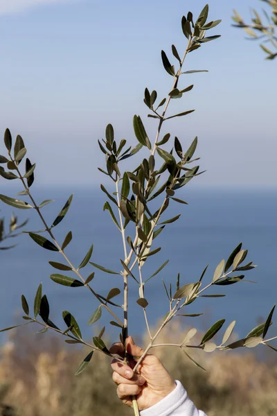 Pretty woman gathering olive leaves — Stock Photo, Image