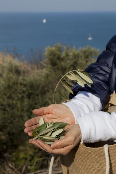 Mãos mostrando folhas de oliveira — Fotografia de Stock