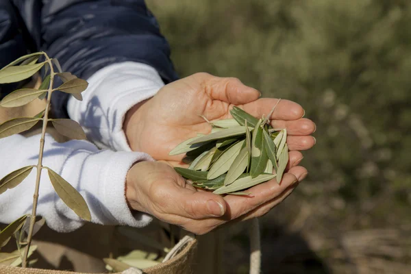 Ruce ukazují olivové listy — Stock fotografie