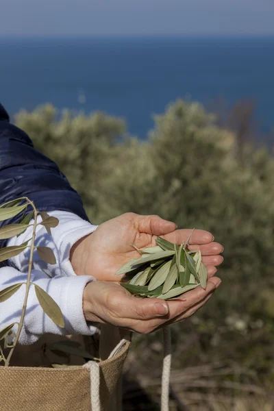 Hands showing olive leaves — Stock Photo, Image