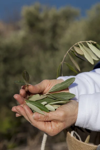 Hands showing olive leaves — Stock Photo, Image