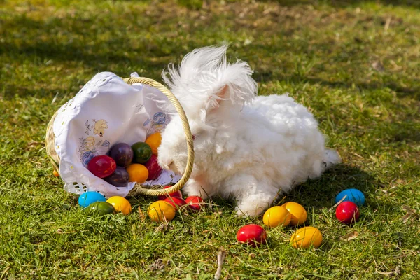 蓬松的复活节安哥拉兔子与复活节彩蛋 — 图库照片