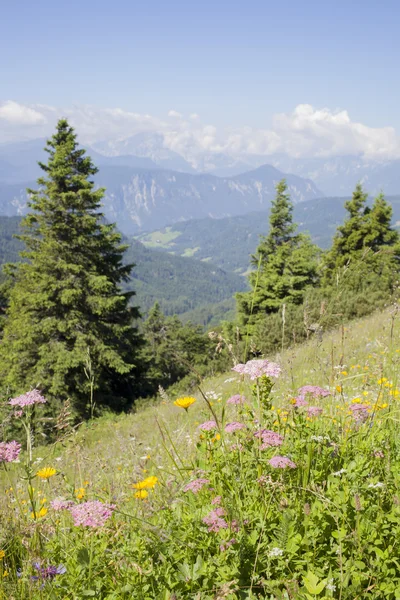 Beautiful colorful flowers high in slovenian mountains — Stock Photo, Image