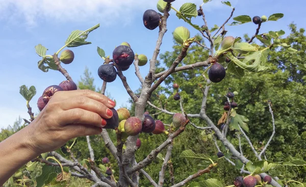 Ręczne zbieranie dojrzałych fig Obraz Stockowy