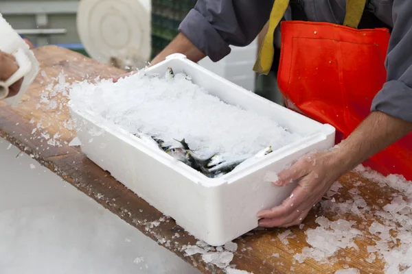 Fishermen prepare sardines for transportation — Stock Photo, Image